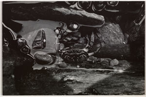 Silver Gelatin Print