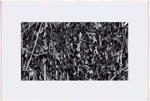 pigment print