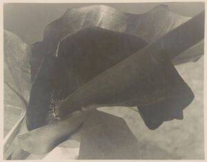 Gelatin Silver Print