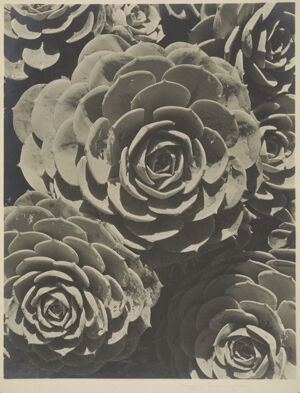 Gelatin Silver Print