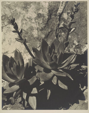 Gelatin Silver Print