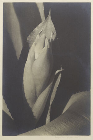 Gelatin Silver Print