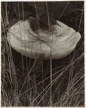 Gelatin Silver Print