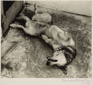 Gelatin Silver Print on board